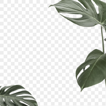 Leaf png border frame, Monstera, | Free PNG - rawpixel