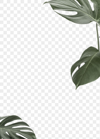 Leaf png border frame, Monstera, | Free PNG - rawpixel