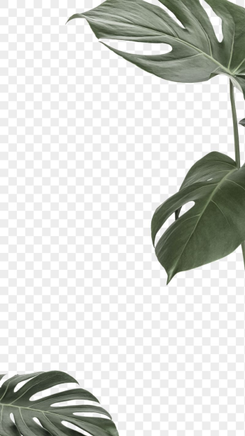 Leaf png border frame, Monstera, | Free PNG - rawpixel