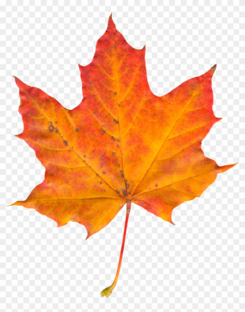 Leaf Png Photo - Sugar Maple Leaf In Fall Leaf Png Photo - Sugar Maple Leaf In Fall