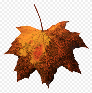 Leaf Png Picture - Old Leaf Png Leaf Png Picture - Old Leaf Png