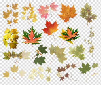 Leaf Raster graphics Tree Abscission , Leaf transparent background PNG clipart