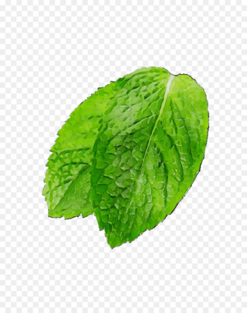 Leaf Romaine lettuce Spring greens Herbalism - Leaf Romaine lettuce Spring greens Herbalism -