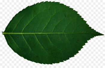 Leaf Rose Plant Stock photography - leaf Leaf Rose Plant Stock photography - leaf