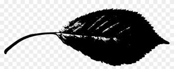 Leaf Silhouette - Leaf Silhouette Hd Leaf Silhouette - Leaf Silhouette Hd