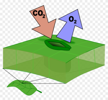 Leaf Stoma Computer Icons Carbon Dioxide Botany - Leaf Stomata Clipart Leaf Stoma Computer Icons Carbon Dioxide Botany - Leaf Stomata Clipart