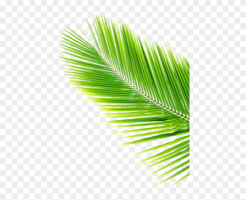 Leaf Svg Vector Theleaf Co - Coconut Tree Leaf Png Leaf Svg Vector Theleaf Co - Coconut Tree Leaf Png