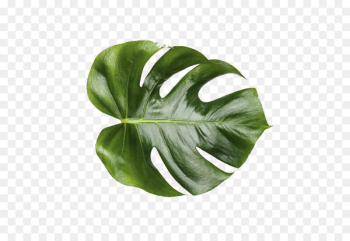 Leaf Swiss cheese plant Mockup - monstera 