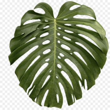 Leaf Swiss cheese plant Tropics - tropical Leaf Swiss cheese plant Tropics - tropical