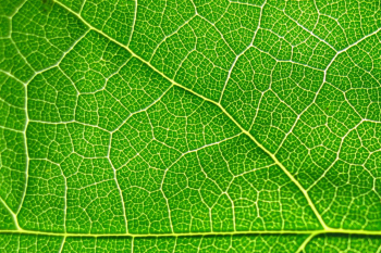 leaf texture background image leaf texture background image
