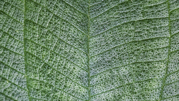 Leaf texture desktop wallpaper, high | Free Photo - rawpixel Leaf texture desktop wallpaper, high | Free Photo - rawpixel