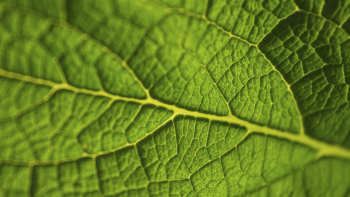 Leaf texture desktop wallpaper, high | Free Photo - rawpixel Leaf texture desktop wallpaper, high | Free Photo - rawpixel