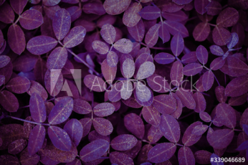 Leaf textured background Leaf textured background