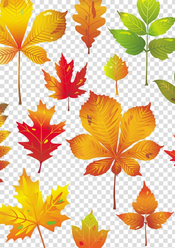 Leaf transparent background PNG clipart