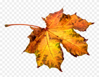 Leaf Transparent Png Sticker - Autumn Leaf Pixel Leaf Transparent Png Sticker - Autumn Leaf Pixel