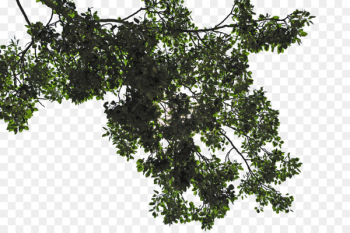 Leaf Tree Branch - trees Leaf Tree Branch - trees