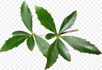 Leaf Tree Herb - leaf Leaf Tree Herb - leaf
