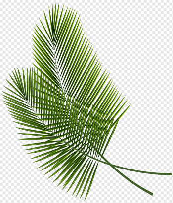 Leaf, Tropical Leaves, green linear leaves, beach, grass, palm Tree png Leaf, Tropical Leaves, green linear leaves, beach, grass, palm Tree png