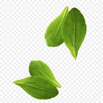Leaf vegetable Basil Leaf vegetable - Leaves Leaf vegetable Basil Leaf vegetable - Leaves