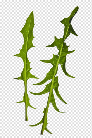 Leaf vegetable, Green leafy vegetables transparent background PNG clipart Leaf vegetable, Green leafy vegetables transparent background PNG clipart