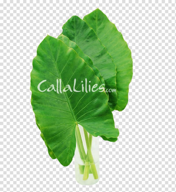 Leaf vegetable Taro Alocasia Plant stem, monstera transparent background PNG clipart Leaf vegetable Taro Alocasia Plant stem, monstera transparent background PNG clipart