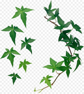 Leaf - vines Leaf - vines