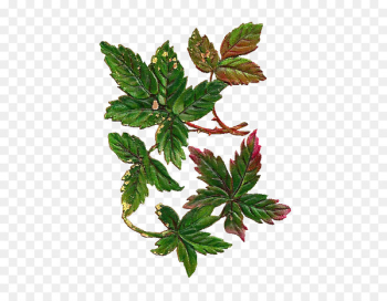 Leaf Vintage Antique Clip art - botanical 