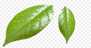 Leaf, Water, Plant PNG Leaf, Water, Plant PNG