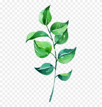 Leaf Watercolor Painting - Watercolor Green Leaf Png