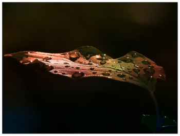 Leaf With Water Drops Leaf With Water Drops
