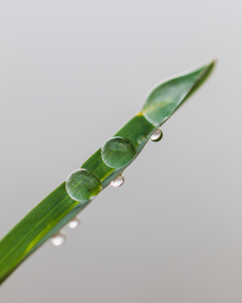 Leaf with Waterdrops Leaf with Waterdrops