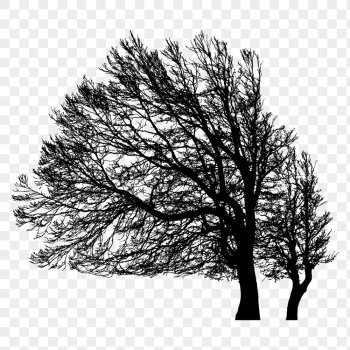 Leafless beech png tree sticker | Free PNG - rawpixel