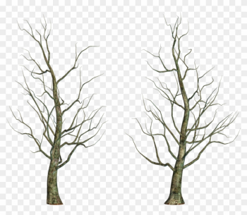 Leafless Tree Png Images - Tree