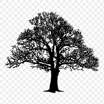 Leafless tree png sticker botanical | Free PNG - rawpixel