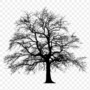 Leafless tree png sticker botanical | Free PNG - rawpixel