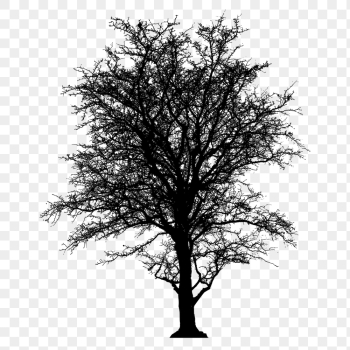 Leafless tree png sticker nature | Free PNG - rawpixel