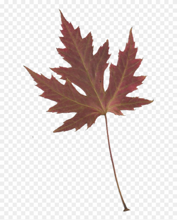 Leaping Frog Designs - Japanese Maple Leaf Transparent Leaping Frog Designs - Japanese Maple Leaf Transparent