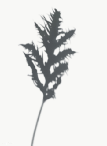 Leatherfern leaf shadow on a white wall | Free transparent png - 557618 Leatherfern leaf shadow on a white wall | Free transparent png - 557618