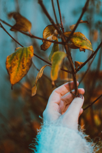 Leaves