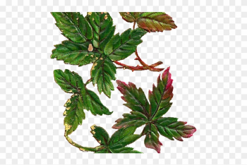 Leaves Clipart Vintage - Leaf Vintage Png Leaves Clipart Vintage - Leaf Vintage Png