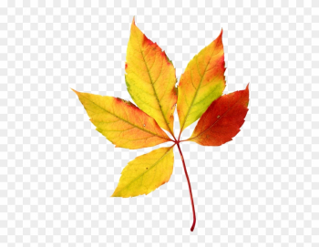 Leaves Halloween Clip Art - Fall Leaf Clip Art Leaves Halloween Clip Art - Fall Leaf Clip Art