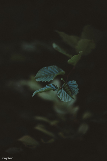 Leaves in harmonic light | Free public domain photo - 444774 Leaves in harmonic light | Free public domain photo - 444774