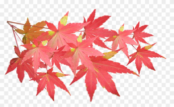 Leaves, Maple, Branch, Autumn, Fall, Nature, Tree - Maple