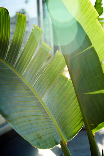 Leaves of Banana Plant Leaves of Banana Plant