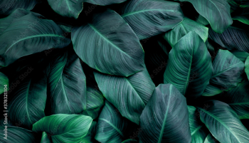 leaves of Spathiphyllum cannifolium, abstract green texture, nature background, tropical leaf