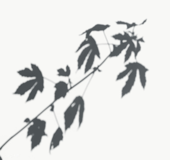 Leaves on a white wall | Free transparent png - 557591 Leaves on a white wall | Free transparent png - 557591