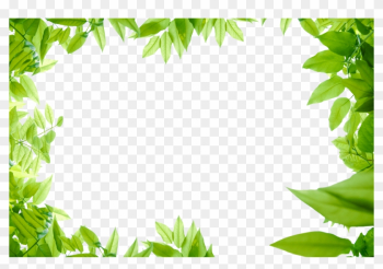 Leaves Png Images Transparent Free - Green Leaf Border Png