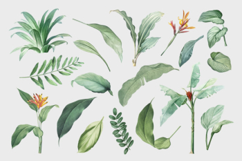 Leaves set Free Vector Leaves set Free Vector