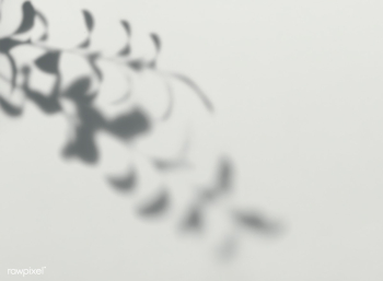 Leaves shadow on a wall | Free stock psd mockup - 555965 Leaves shadow on a wall | Free stock psd mockup - 555965