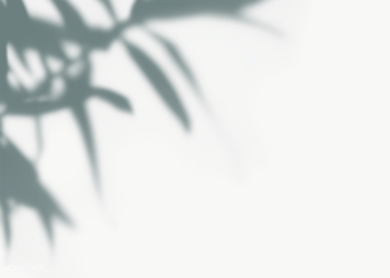 Leaves shadow on a wall | Free transparent png - 557583 Leaves shadow on a wall | Free transparent png - 557583